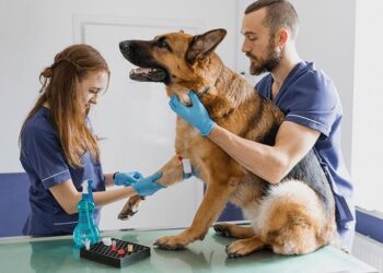 Día Mundial de la Esterilización Animal