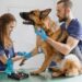 Día Mundial de la Esterilización Animal