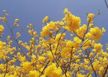 La Espectacular Floración de la Primavera Embellece Tuxtla Gutiérrez