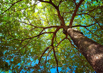 🌳 Sombra que nace en casa: Árboles chiapanecos para plantar en tiempos de calor