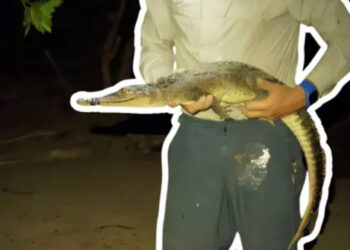 Se descubren dos nuevas especies de cocodrilo en México