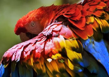 Explosión de vida: La fauna en primavera en Chiapas