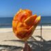 El Mango: Rey de la Primavera Mexicana