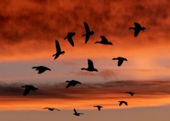 El Viaje Incansable: Celebrando el Día Mundial de las Aves Migratorias