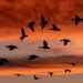 El Viaje Incansable: Celebrando el Día Mundial de las Aves Migratorias