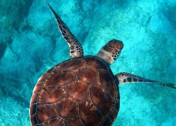 Celebrando el Día Mundial de la Tortuga: Un llamado a la conservación