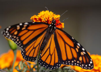 Alas que se apagan: la historia de la mariposa monarca y su lucha por sobrevivir
