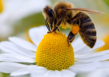 Pequeñas pero poderosas: el zumbido vital de las abejas