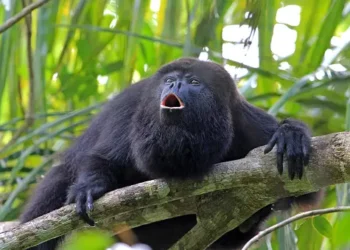 Especies endémicas que solo Chiapas puede presumir