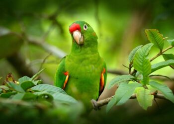 Día Mundial del Loro: Un llamado por su conservación y libertad