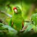 Día Mundial del Loro: Un llamado por su conservación y libertad
