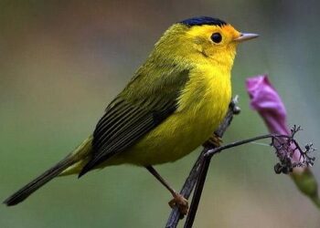 Temporada de anidación de aves en Chiapas: vital para la riqueza ecológica del estado