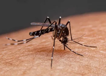 Entre charcos y zancudos: la amenaza silenciosa del dengue, zika y chikungunya