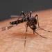Entre charcos y zancudos: la amenaza silenciosa del dengue, zika y chikungunya