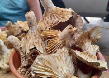 Moní: Tesoro gastronómico de Tuxtla Gutiérrez