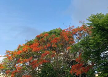 El Flamboyán: Belleza invasora