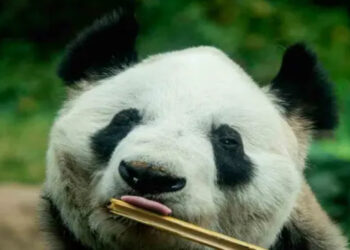 Xin Xin: Una panda que celebra 35 años de vida