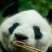 Xin Xin: Una panda que celebra 35 años de vida