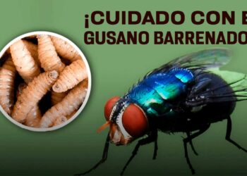Gusano barrenador: del ganado a las personas, la plaga que reaparece tras décadas