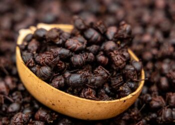 Nucú: el manjar chiapaneco que cae con la lluvia