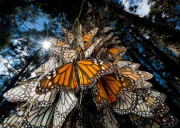 Población de mariposa monarca se duplica en México