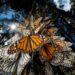 Población de mariposa monarca se duplica en México