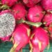 La Pitaya: La Reina de las Frutas de Temporada