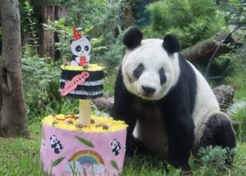Xin Xin Cumple 35: ¡Una Fiesta Gigante en Chapultepec!
