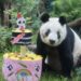 Xin Xin Cumple 35: ¡Una Fiesta Gigante en Chapultepec!