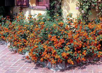 Plantas Resistentes al Calor y de Bajo Mantenimiento