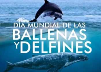 Celebrando la Vida Marina: El Día de las Ballenas y los Delfines