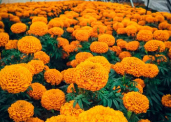 La temporada perfecta para sembrar cempasúchil
