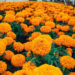 La temporada perfecta para sembrar cempasúchil