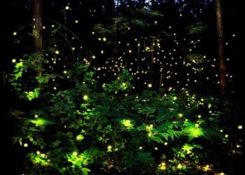 Turibus ofrecerá un tour para apreciar luciérnagas