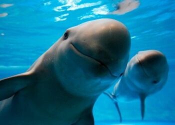 La vaquita marina está a punto de extinguirse