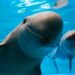 La vaquita marina está a punto de extinguirse