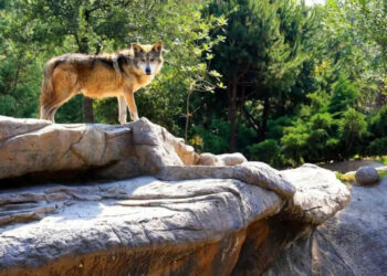 Se volverán a escuchar los aullidos del Lobo Mexicano