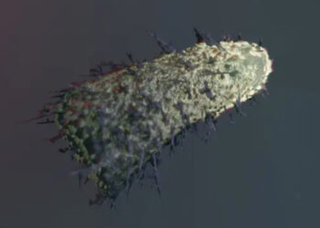 Después de mucho tiempo se vuelve a ver un caso de fallecimiento por rabia