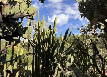 El Jardín Etnobiológico de Oaxaca