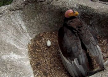 Un Nuevo Comienzo Alado