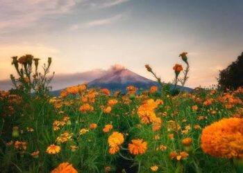 México se Viste de naranja : Celebrando la  llegada del otoño
