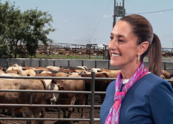 831 mdp para la carne de alta calidad: Sheinbaum lanza plan ganadero en Sonora