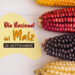 México Celebra su Tesoro Ancestral: Día Nacional del Maíz