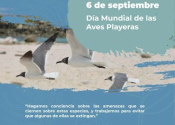 Celebrando a las Aves Playeras: Un Día para la Conservación