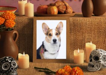 Día de Muertos de las Mascotas: un puente de amor que también ellos cruzan