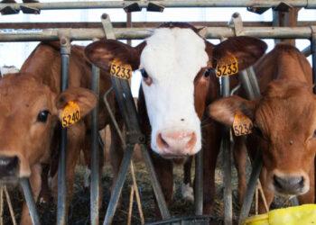 Ganaderos piden a Sheinbaum limitar entrada de carne de res de Brasil
