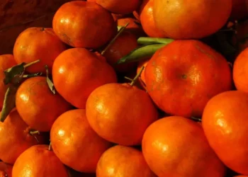 Mandarinas: Un Tesoro de Otoño y Ofrenda de Vida