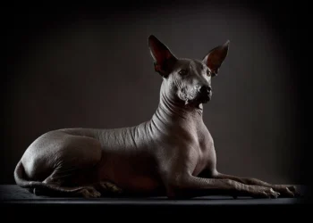 Xoloitzcuintle: el perro antiguo que guía, cuida y recuerda