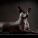 Xoloitzcuintle: el perro antiguo que guía, cuida y recuerda