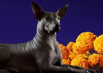 El Xoloitzcuintle: Tesoro Ancestral de México